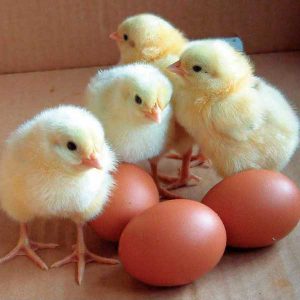 Chicks (10)
